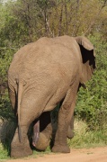 elephant (12)